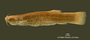 Pygidium vermiculatum FMNH 58077 holo lat